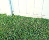 Grass Seed Mat a 298 LEU